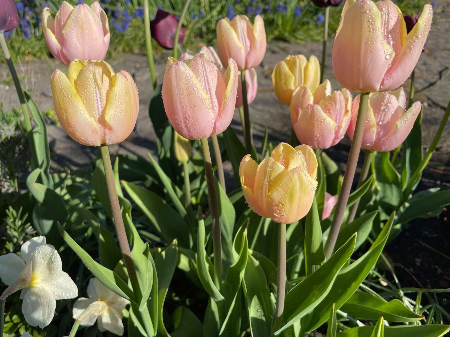 Tulipe 'Mango Charm'